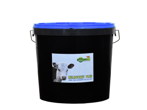 Molasses Bucket Cows
