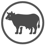 Dairy Cow