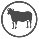 Dairy Cow