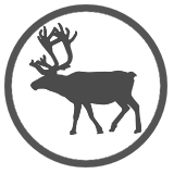 Dairy Cow