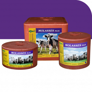 MOLASSES PLUS