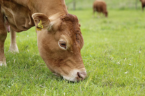 beef cow