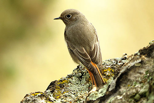 birds