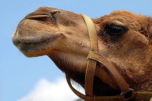 camel