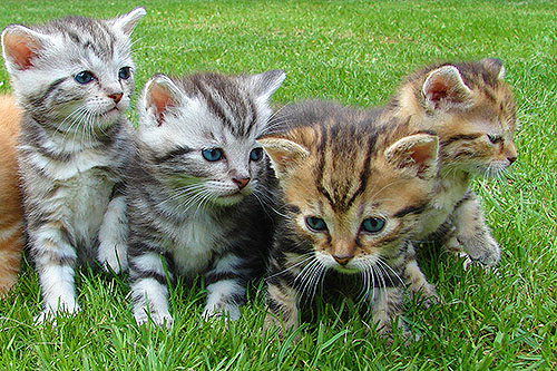 cats