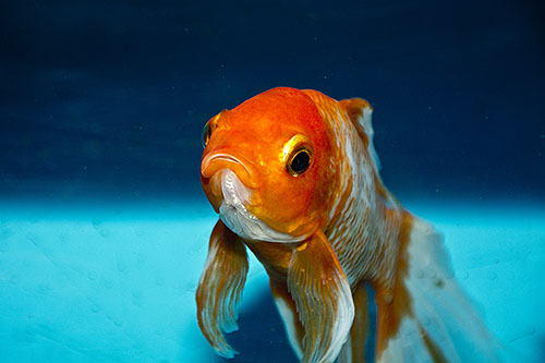 fish