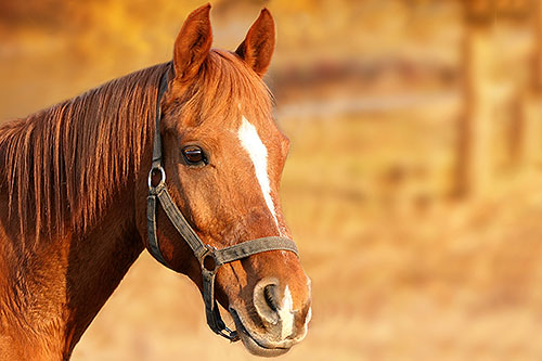 horse