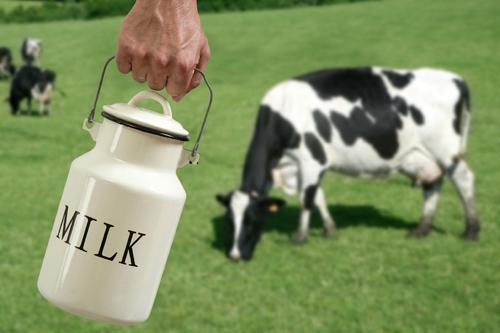milk production