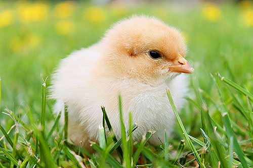poultry