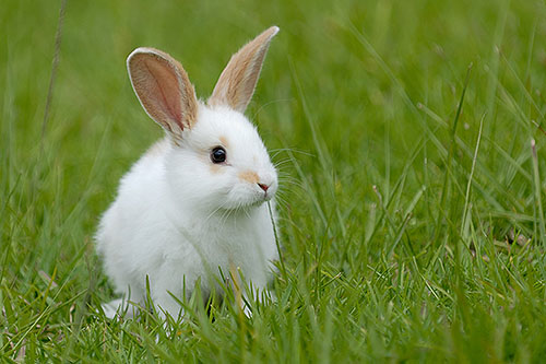 rabbit