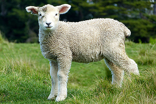 sheep