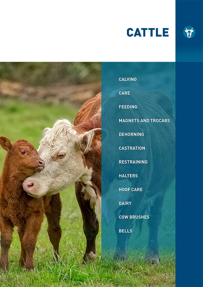 cattle
