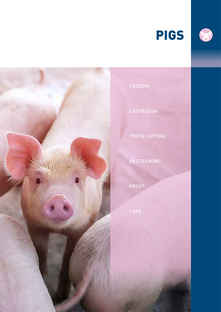 pigs
