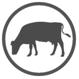 Dairy Cow