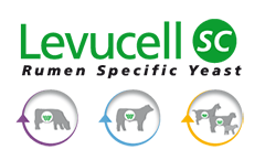 logo-levucellsc