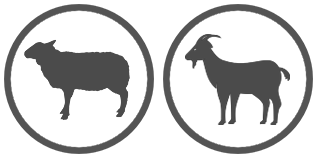 animals