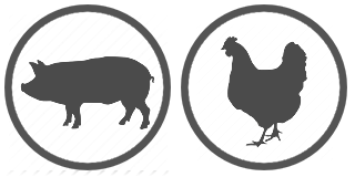 animals