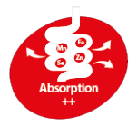 absorption++
